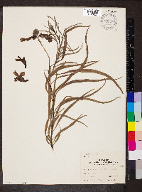 Chilopsis linearis image