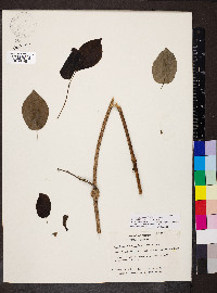 Fridericia conjugata image