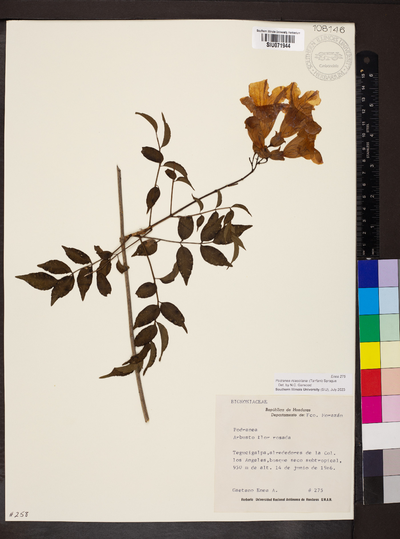 Podranea ricasoliana image