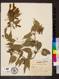 Pyrostegia venusta image