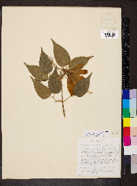 Pyrostegia venusta image