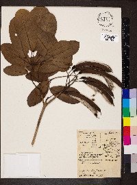 Tabebuia heterophylla image