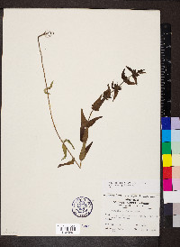 Agalinis auriculata image