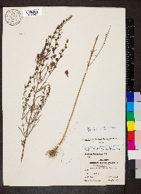 Agalinis fasciculata image