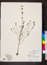 Agalinis maritima image