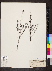 Agalinis maritima image