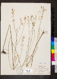 Agalinis obtusifolia image