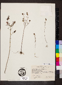 Agalinis purpurea image