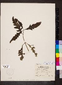 Aureolaria grandiflora image
