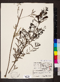 Aureolaria grandiflora image