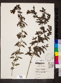 Aureolaria pectinata image