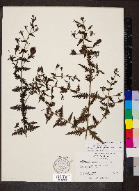 Aureolaria pectinata image