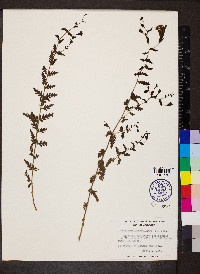 Aureolaria pedicularia image