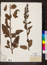 Aureolaria virginica image