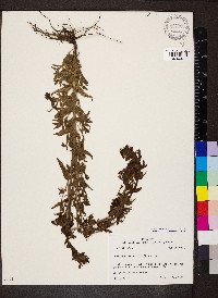 Bellardia viscosa image