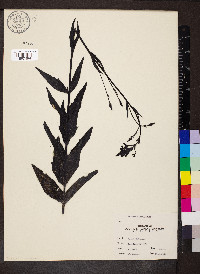 Buchnera americana image