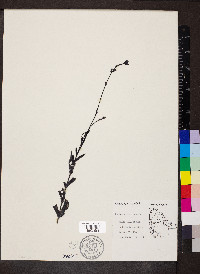 Buchnera americana image