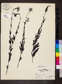 Buchnera americana image