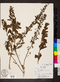 Capraria biflora image