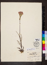 Castilleja coccinea image