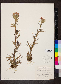 Castilleja coccinea image