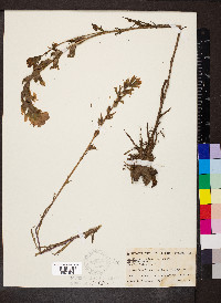 Castilleja coccinea image
