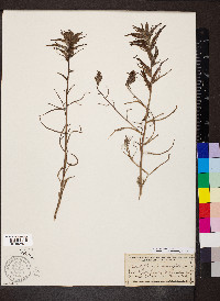 Castilleja linariifolia image