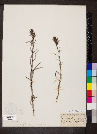 Castilleja linariifolia image