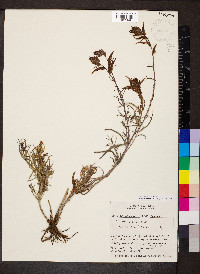 Castilleja linariifolia image