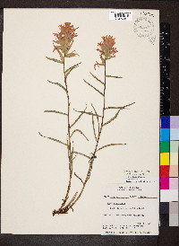 Castilleja linariifolia image