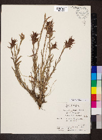 Castilleja linariifolia image