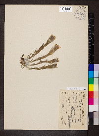 Castilleja cusickii image