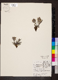Castilleja cusickii image