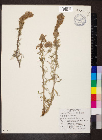 Castilleja cusickii image