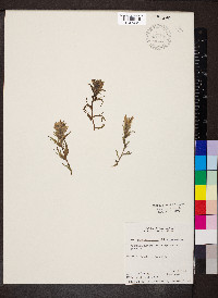 Castilleja cusickii image