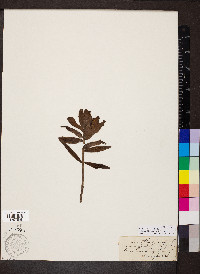 Castilleja rhexiifolia image