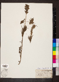 Castilleja rubicundula var. lithospermoides image