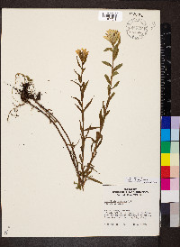 Castilleja septentrionalis image