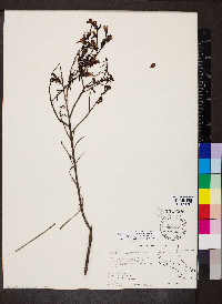 Castilleja talamancensis image