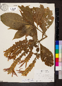 Aphelandra sinclairiana image