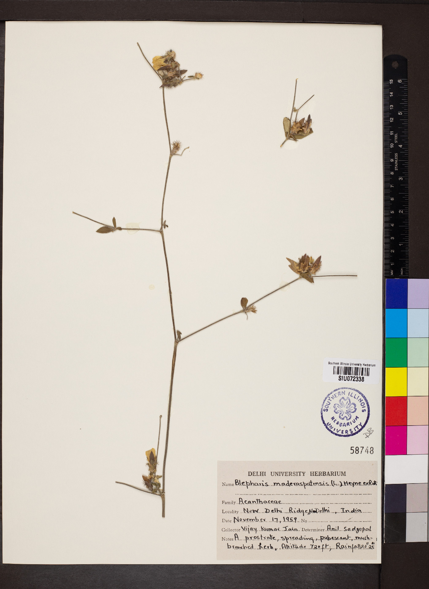 Blepharis maderaspatensis image