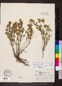 Dyschoriste cinerascens image