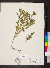 Dyschoriste oblongifolia image