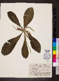 Elytraria acaulis image