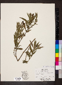 Hygrophila costata image