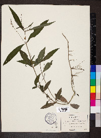 Justicia lanceolata image