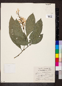 Odontonema glabrum image