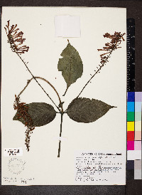 Odontonema tubiforme image
