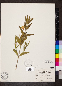 Ruellia humilis image