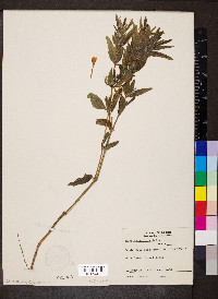 Ruellia humilis image